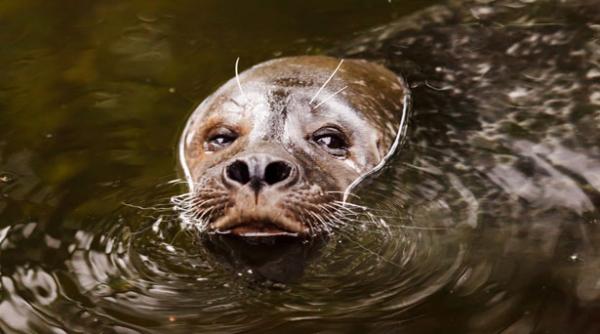 video cativa turisti au fost incantati sa vada un leu de mare insa gestul animalului a socat pe toata lumea