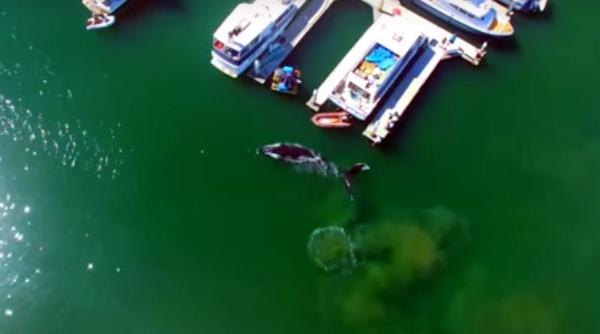 video imagini spectaculoase cu o balena uriasa care inoata alene printre barci