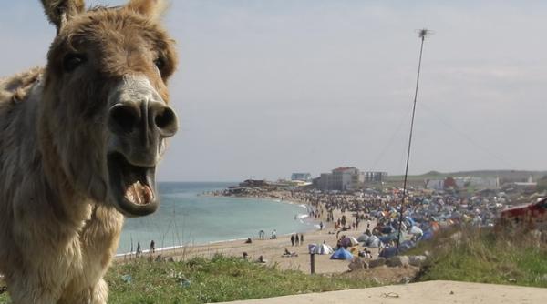 cea mai scumpa branza din lume este facuta din lapte de magarita