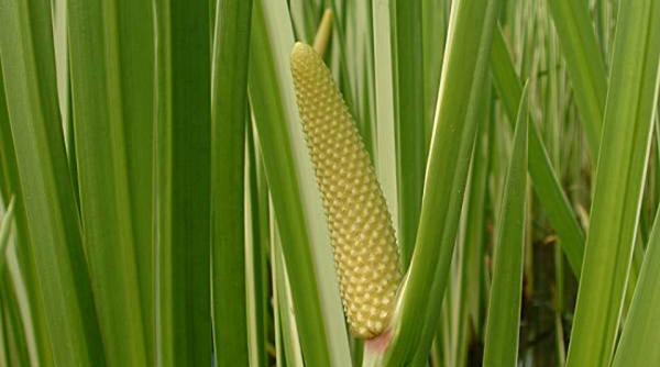 planta care ii ajuta pe cei care vor sa se lase de fumat