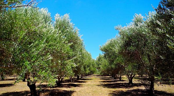 productia de ulei de masline periclitata de seceta