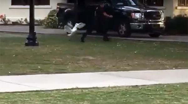 video sua o lebada pune pe fuga un ofiter de politie