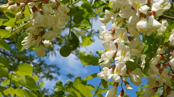 efectul minunat al florilor de salcam