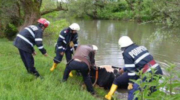 pompierii buzoieni au salvat de lainec o vaca si un vitel