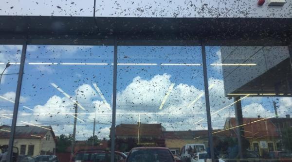 un roi de albine a pus pe fuga clientii unui magazin din timisoara