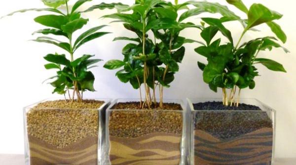 5 plante de apartament care absorb umiditatea din aer si iti pastreaza casa sanatoasa