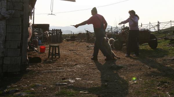 buzau trei crescatori de animale diagnosticati cu boala lyme