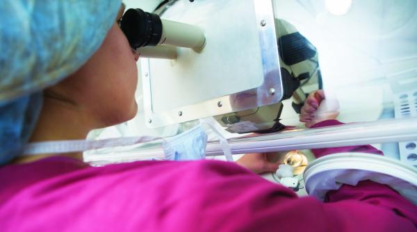 marea dilema inseminarea artificiala sau fiv