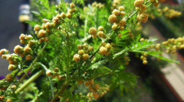 matura raiului planta minune care distruge 98 din celulele canceroase in doar 16 ore