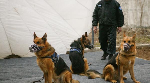 violator cautat cu cainii de urma dupa ce a abuzat o tanara de 19 ani