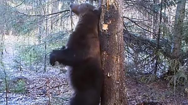 video imagini amuzante in care un urs pare ca executa un dans la bara