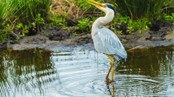 arii protejate ale romaniei padurea lunca colonie de starci