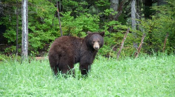 un urs a fost calcat de tren in apropiere de bodoc