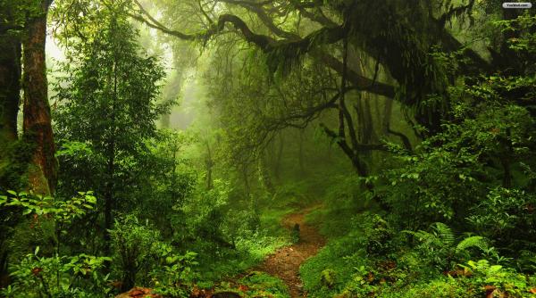 un radio din cehia care emite dintr o padure difuzeaza sunetele produse de animale