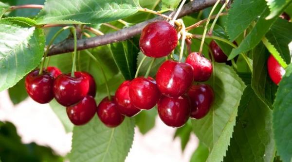 top trei fructe pentru diabetici