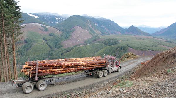 fondul forestier a saracit cu 9 mil euro in 2016