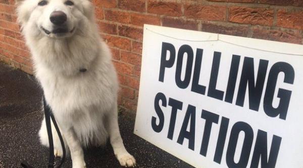 marea britanie fotografiile cu caini la sectiile de votare pentru alegerile legislative anticipate virale pe retelele de socializare