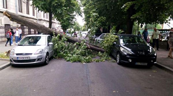 un copac prabusit pe carosabil langa un colegiu din craiova a avariat 2 masini