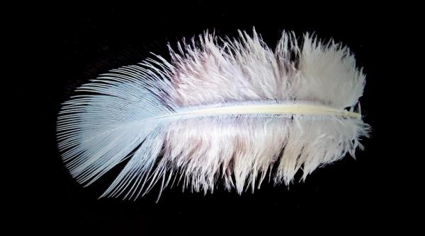 un barbat a furat pene de la mai multe exponate de pasari din muzee provocand un prejudiciu de 6 milioane de dolari