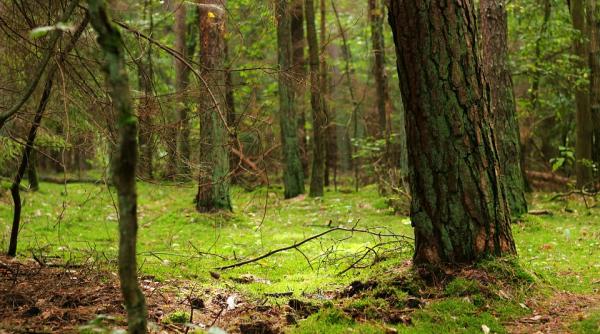 ccr restituirea terenurilor forestiere apartinand domeniului public numai dupa trecerea in domeniul privat al statului