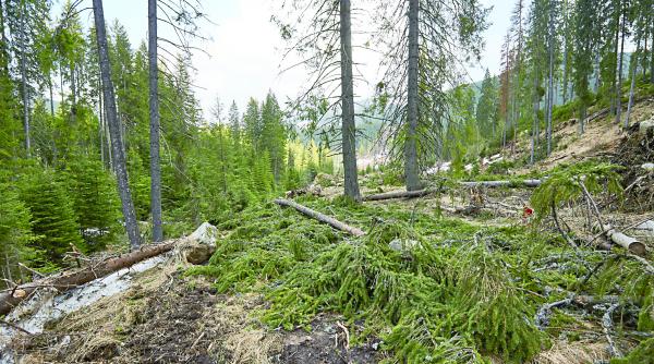 noi sanctiuni pentru contraventiile silvice