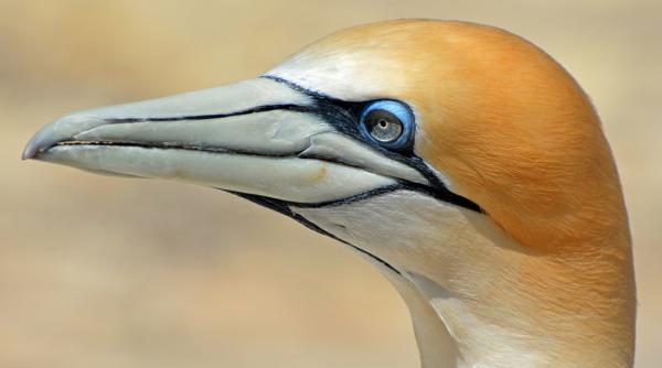 un studiu dezvaluie zonele fierbinti in care au imigrat cele mai multe specii de animale