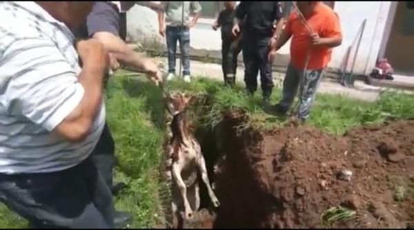video salvare spectaculoasa a unei vaci care cazuse intr un canal