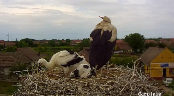 live berzele din timis au deja doi pui mari in cuib
