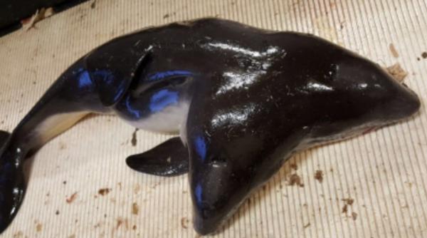 un grup de pescari a descoperit un marsuin cu doua capete in apropierea coastelor olandei