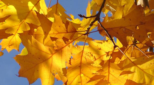 ce copac esti in horoscopul celtic