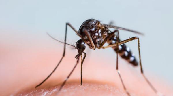 a venit vara 4 uleiuri esentiale care tin tantarii la distanta tratamete naturiste