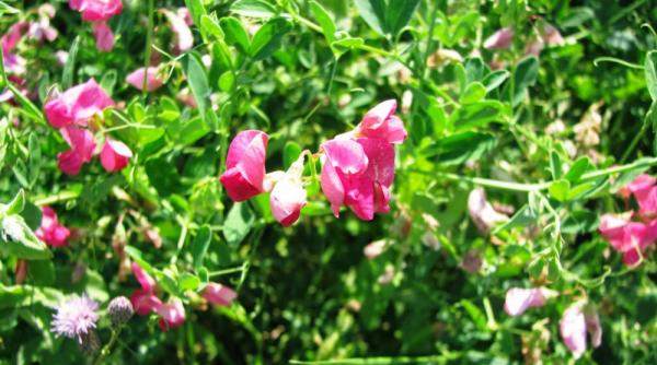 arii protejate ale romaniei complexul hidrografic valea rece