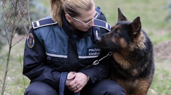 cluj jandarmii vor folosi la untold si la electric castle caini antrenati pentru depistarea drogurilor si a explozibililor