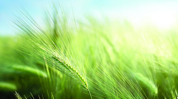 cultivarea cerealelor o afacere prospera romania lider european topul firmelor cu cele mai tari business uri