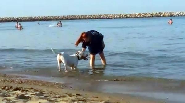 cu pittbull ul pe plaja legea interzice pesoanelor cu caini accesul pe plaja ce amenda risca