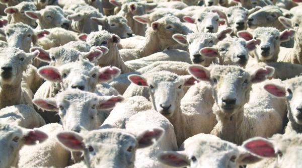 israelul taie din nou importurile de animale din romania