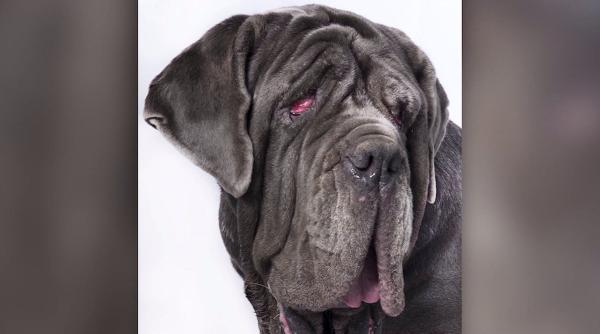 martha o femela de mastiff napoletan desemnata cel mai urat caine din lume in 2017