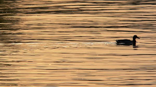 olt adolescentul disparut in dunare la corabia in urma cu doua zile a fost gasit decedat