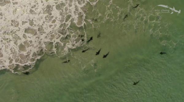 drone dotate cu sirene pentru semnalarea prezentei rechinilor introduse in premiera in australia