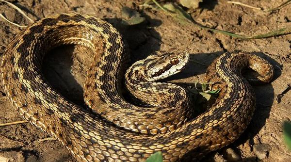 grave proleme la 4 spitale din suceava nu mai au in stoc ser antiviperin si vaccin antirabic