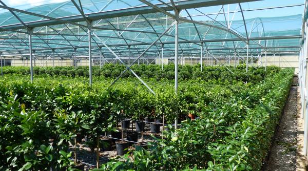 subventiile pentru agricultura se vor plati incepand cu 15 octombrie