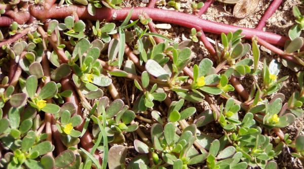 proprietatile unei plante miraculoase folosite de daci pe care noi le ignoram