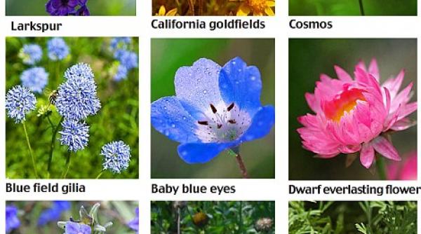 tu cunosti limbajul florilor 32 de mesaje cifrate