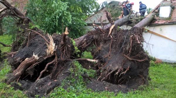 vijelia din judetul sibiu a daramat mai multi copaci