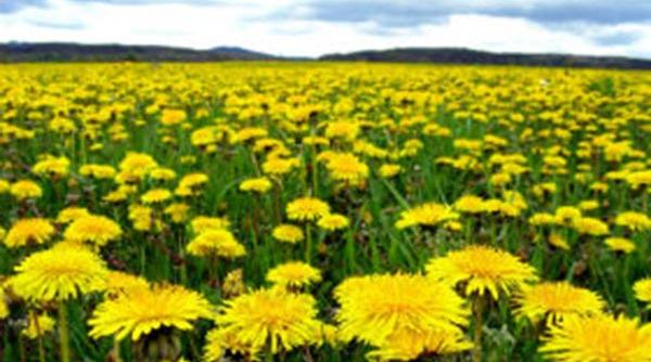 culturile de papadie adevarata sursa de profit sfaturi pentru agricultori