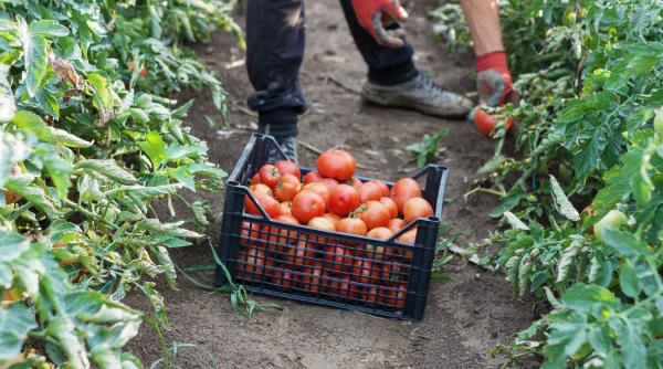 romanii sclavi din italia nu au primit nici macar fluturasii informativi