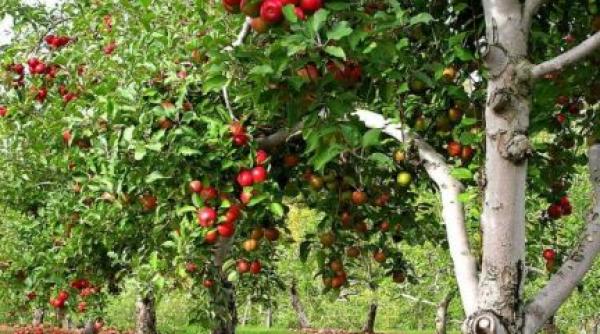 oportunitati de finantare pentru cei care detin livezi sfaturi pentru agricultori