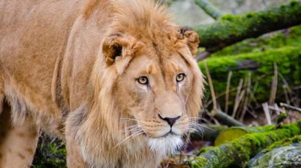 tot mai multe specii de cale de disparitie omul isi pregateste sfarsitul