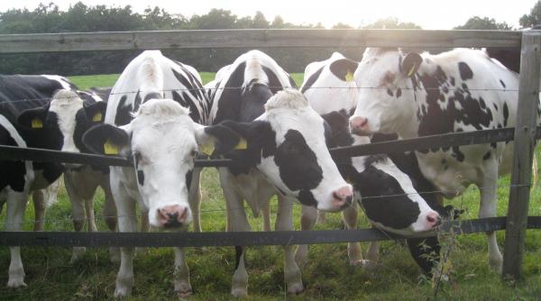 primele vaci de lapte importate de qatar au ajuns in golf pe calea aerului