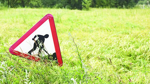 se cauta constructori pentru 43 km din autostrada sibiu pitesti